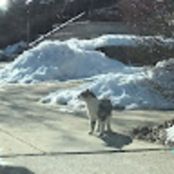 Meet your Posher, Christopher - Picture 1 of 1